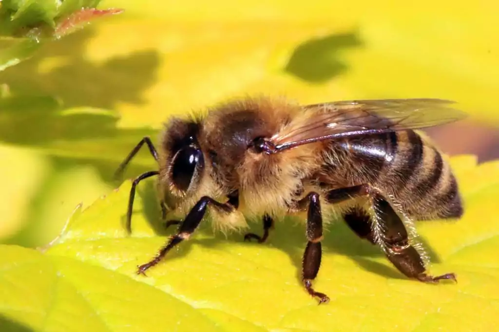 Mơ thấy ong là may hay rủi? Bị ong đốt nên đánh con gì ?